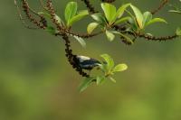 thumb_Silver-Backed Tanager